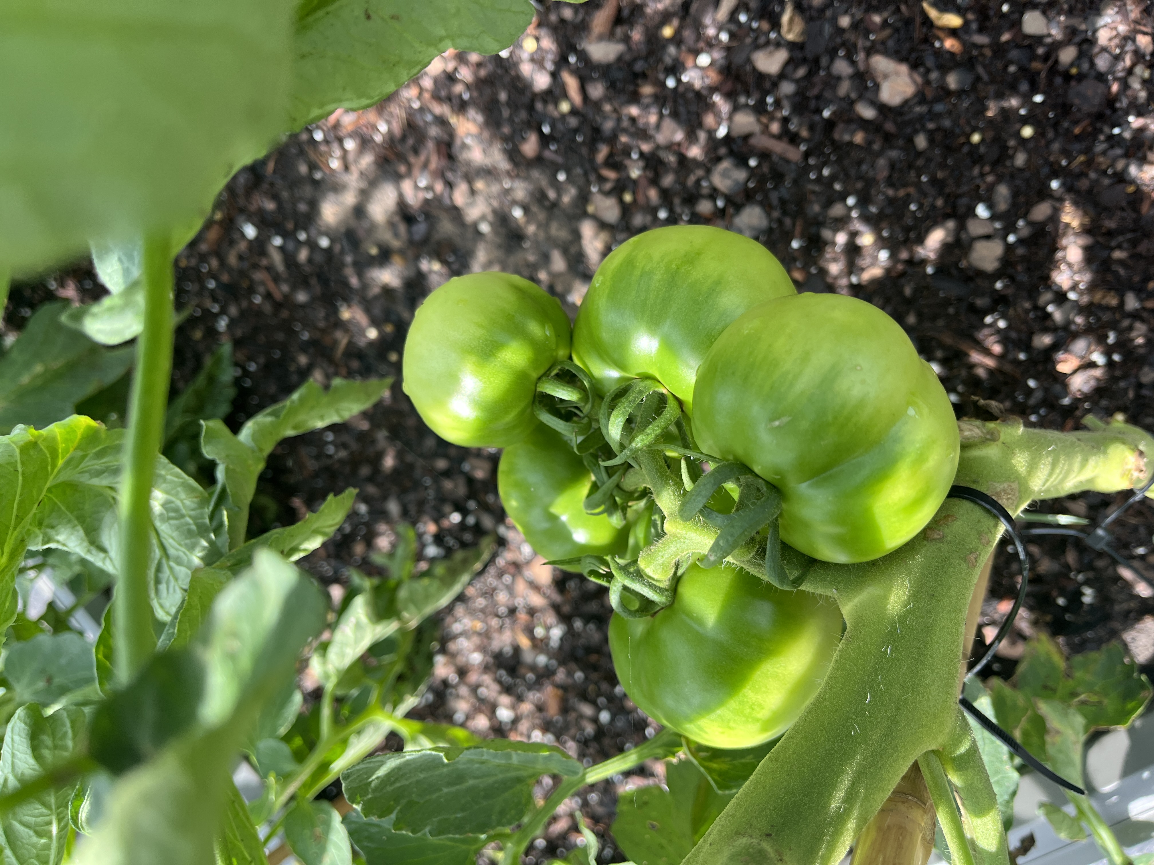 Green tomatoes on a vine.